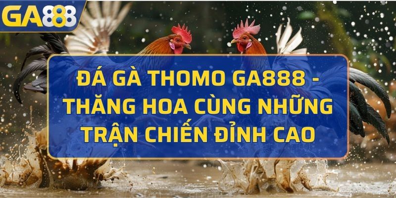 đá gà Thomo