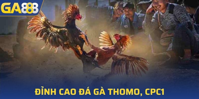 Đỉnh cao đá gà đến từ các sân đấu Thomo, CPC1