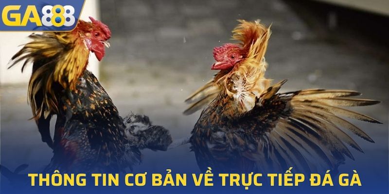 Giới thiệu đôi nét về trực tiếp đá gà