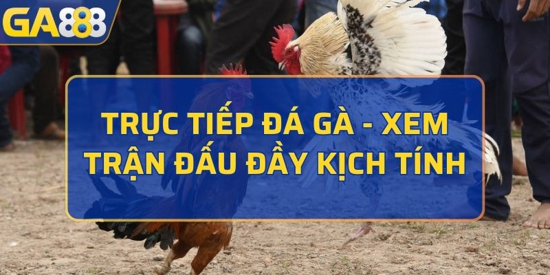 Trực tiếp đá gà