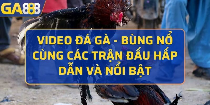 video đá gà